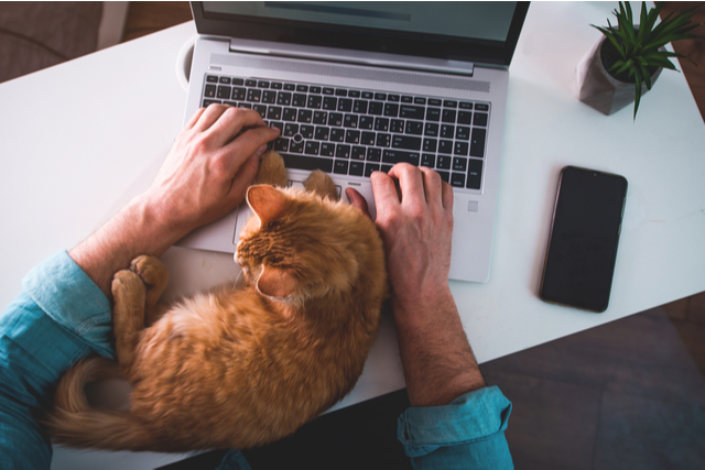 Man typing in his laptop while his cat is around.